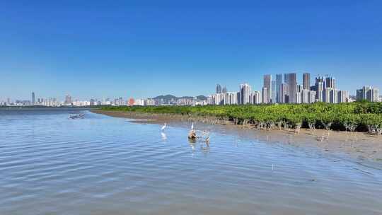 4k深圳福田区红树林合集