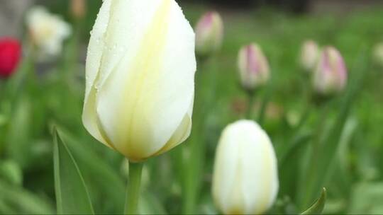 白色郁金香花朵的特写