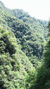 竖版航拍湖北十堰神农大峡谷景区