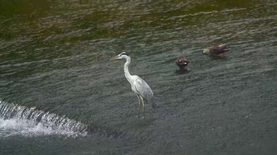 苍鹭野鸭在河边觅食捕鱼