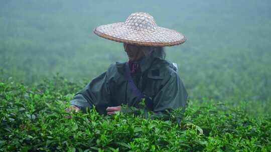 毛尖春茶白茶绿茶茶叶手工茶采摘