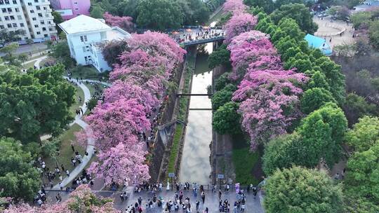 中国广东省广州市从化区华软异木棉