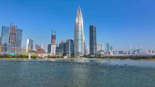 4K深圳湾鸬鹚生态航拍22