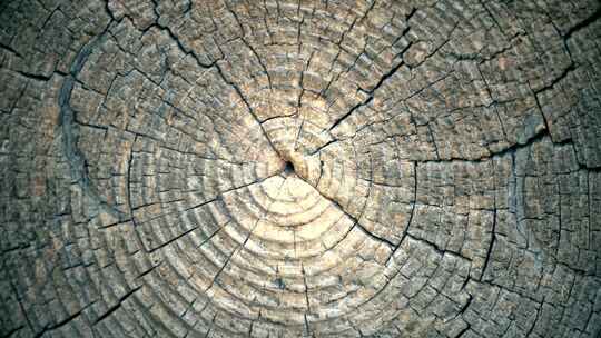 老树木材内部肌理年轮视频素材模板下载