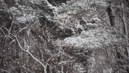 下雪天树林大雪