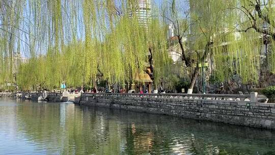 济南春天的护城河,河边的植物