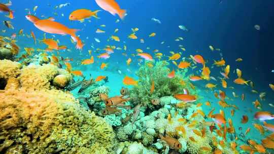 4K水下奇观、海底世界、鱼群、珊瑚视频素材模板下载
