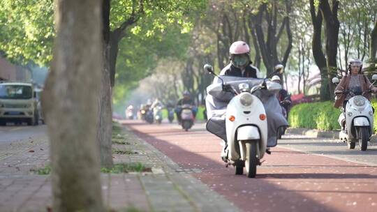 柳州学院路紫荆花开满大街电动车