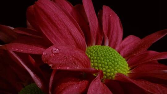 红菊-花的特写