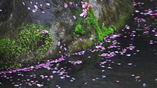 杭州西湖郭庄雨天梅花风景