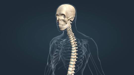 3D人体骨骼关节三维动画视频素材模板下载