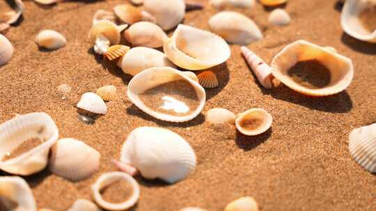海边沙滩海滩贝壳