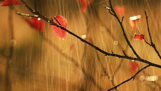 秋天的雨