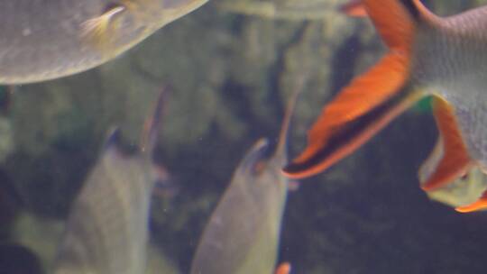 鲫鱼热带鱼雨林鱼类水下食人鱼