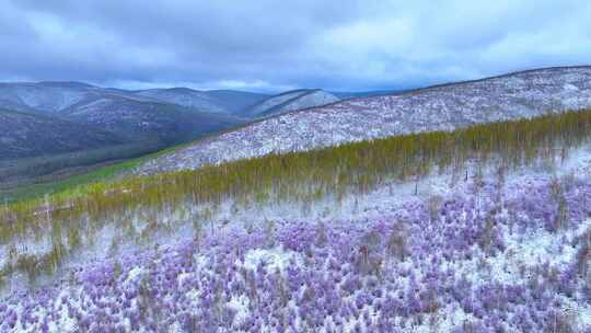 航拍大兴安岭杜鹃花雪中绽放