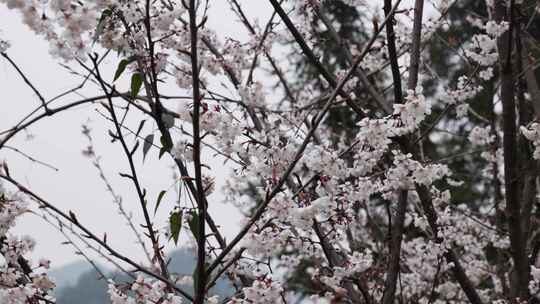 春天阳光下的樱花花朵