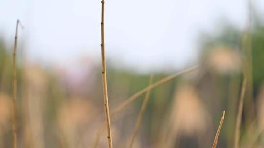 秋天枯黄的芦苇随风摇摆特写视频素材模板下载