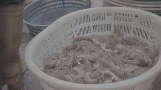 海鲜加工分拣捕捞螃蟹皮皮虾小黄鱼冷库冷链