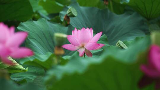 荷花自然涟漪露水池塘开花莲蓬公园花瓣雨诗