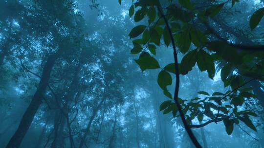 森林雨水下雨雨滴热带雨林