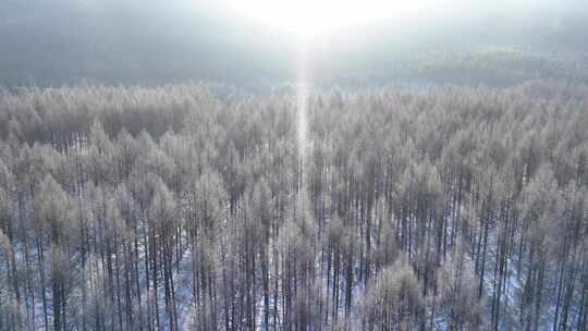 航拍冬季森林太阳雪