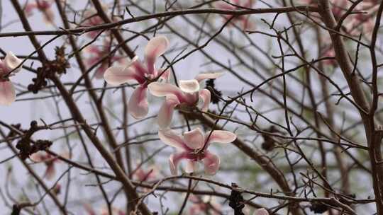 春暖花开春天柳条花瓣踏青