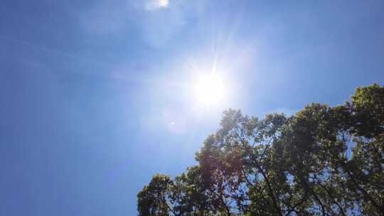 夏天阳光穿过树林树叶子自然风景视频素材