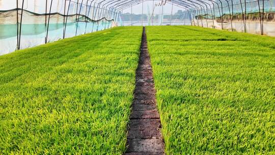 温室大棚里生长的水稻秧苗