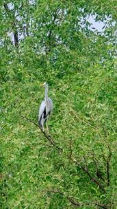 广州海珠国家湿地公园苍鹭鸟类野生动物