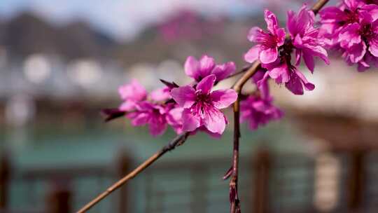 盛开的粉色桃花特写