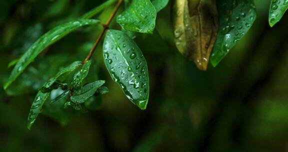 【4K原创】大自然水滴下雨树叶滴水雨水叶子