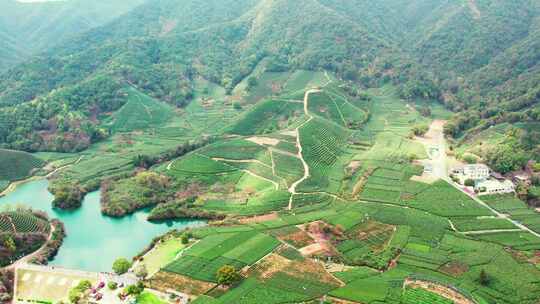 杭州龙坞西湖龙井茶园风景航拍