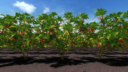 夏天田野里的辣椒和蓝天