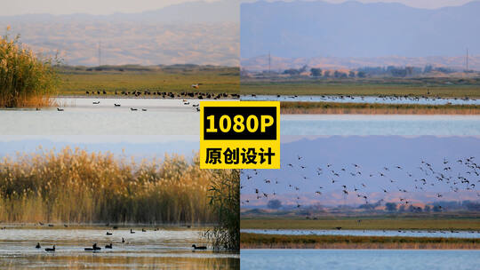 天空中飞翔的鸟群高清在线视频素材下载