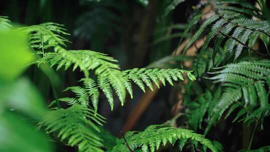 【正版素材】春天植物