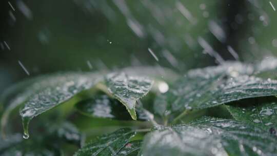 C雨天三七