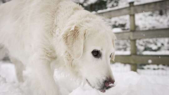 狗，吃，雪，寻回犬