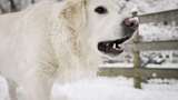 狗，吃，雪，寻回犬高清在线视频素材下载