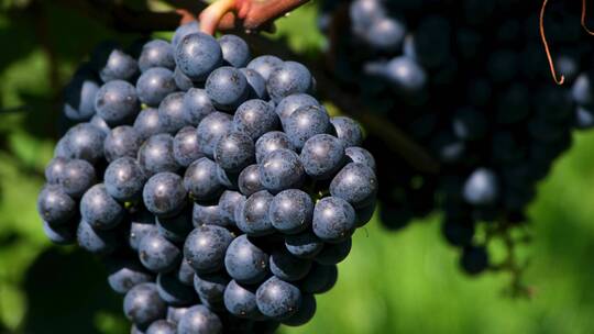 大自然葡萄园正在生长的葡萄