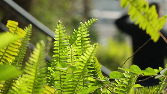 自然风光野外横屏绿色植物