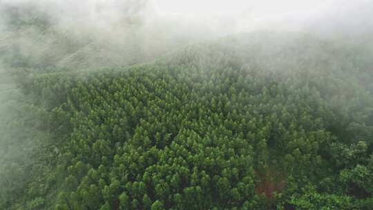 雾气笼罩的茂密山林全景