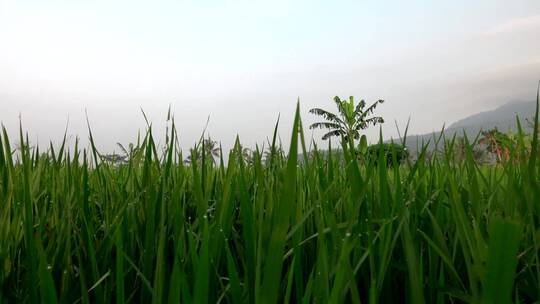农村的稻田种植和树木