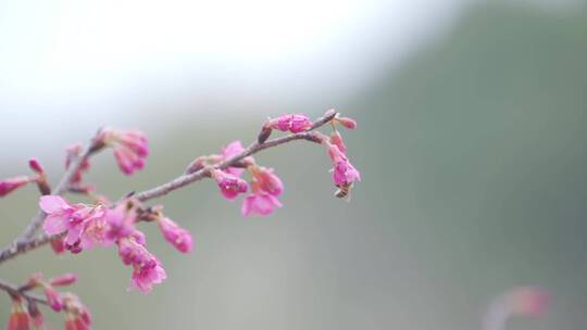 桃花开  蜜蜂采蜜