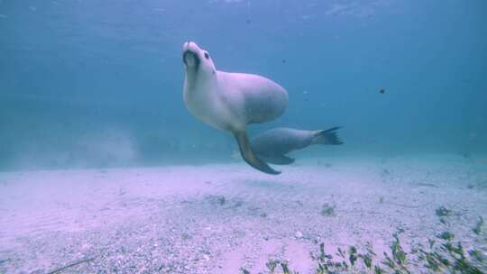 海狮沿着海底游泳