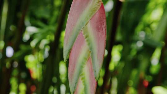 Heliconia，龙虾爪，开花，花