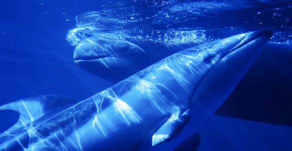 大海海豚鲸鱼相会的浮光掠影