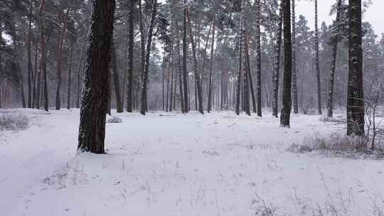 冬季景观森林场景