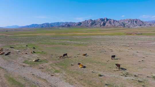 4K航拍新疆阿勒泰福海县萨尔布拉克草原风光