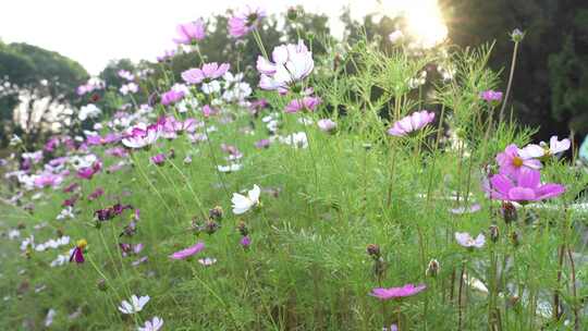 格桑花盛开实拍