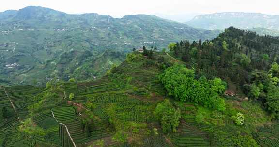 春天四川乐山茶山航拍风景